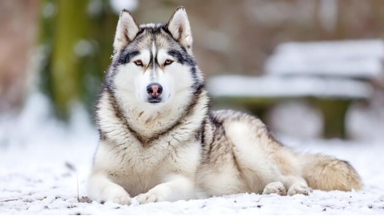 Siberian Husky: The Most Intelligent Breed