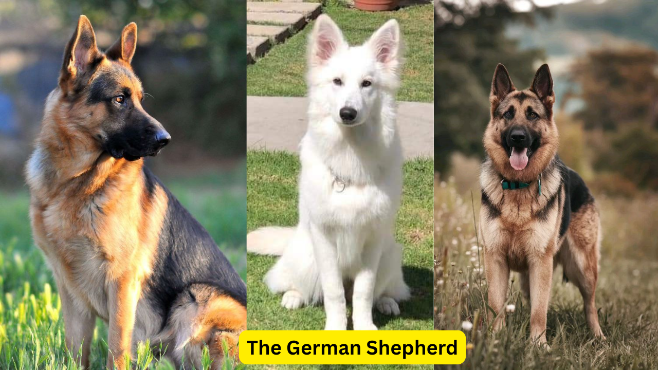 German Shepherd