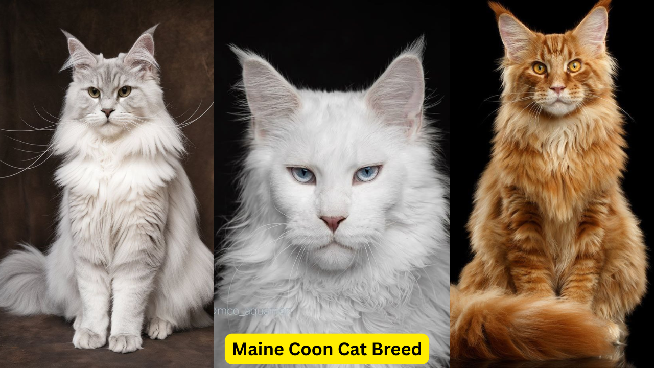 Maine Coon Cat