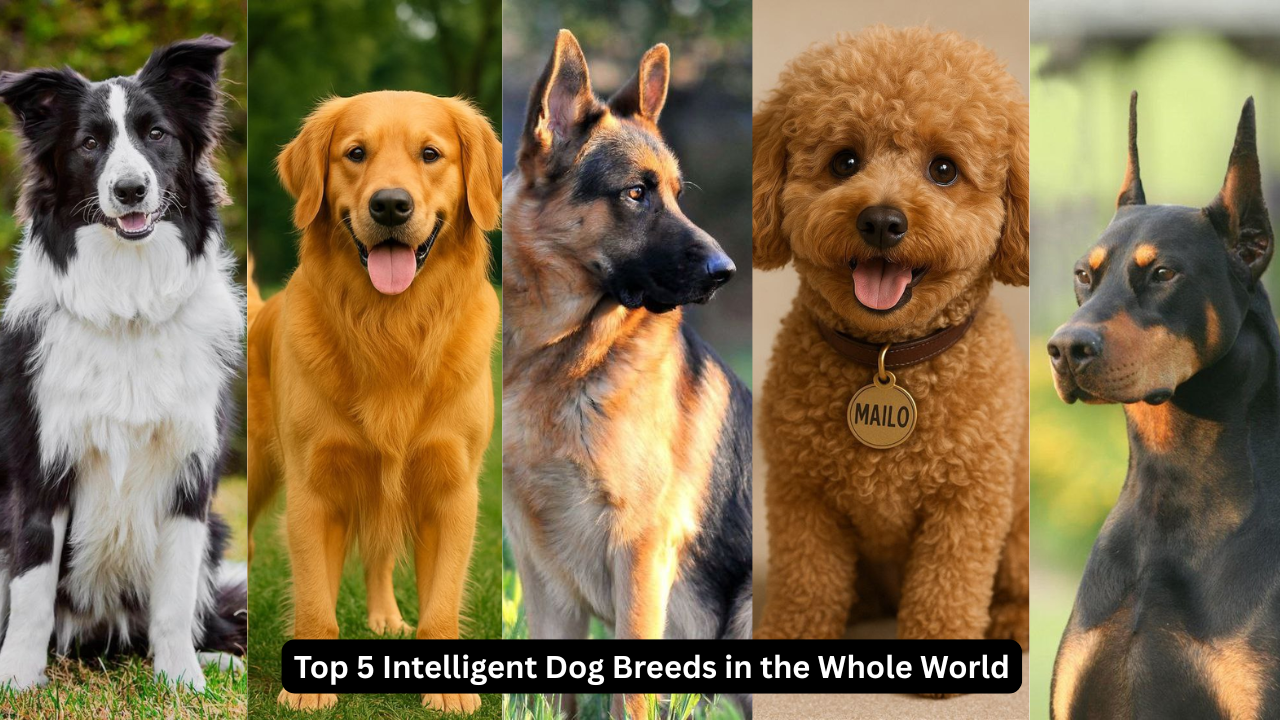 Top 5 Intelligent Dog Breeds in the Whole World