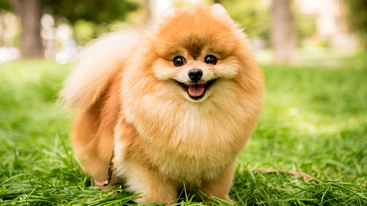 Pomeranian Dog Breed: Complete Guide