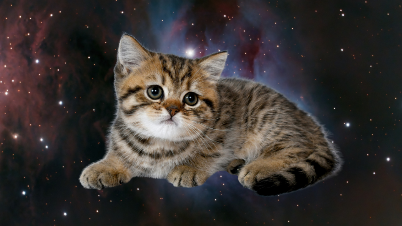 This Kitten Breed Matches You Best, Per Your Birth Date