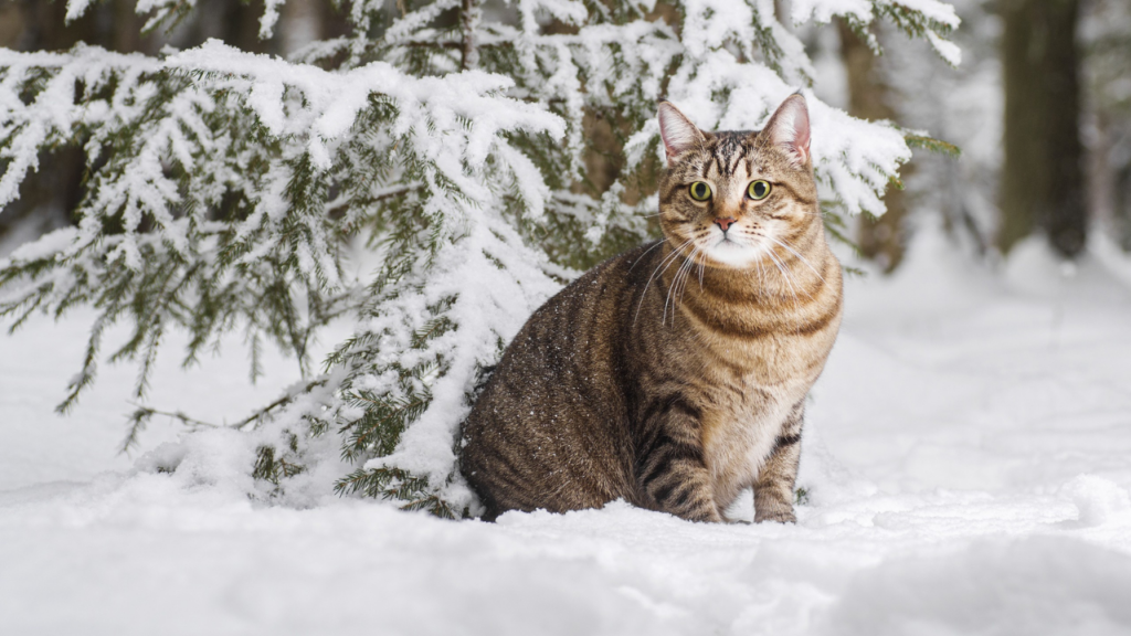 cats for cold climates