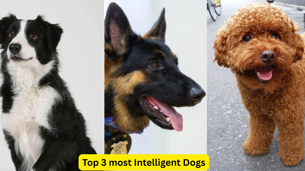 top 2 intelligent dog breed