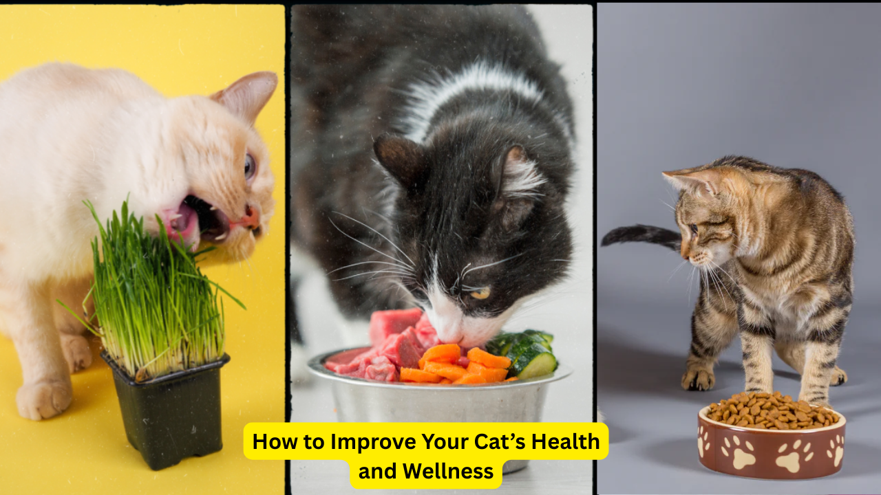 How to Improve Your Cat’s Health and Wellness