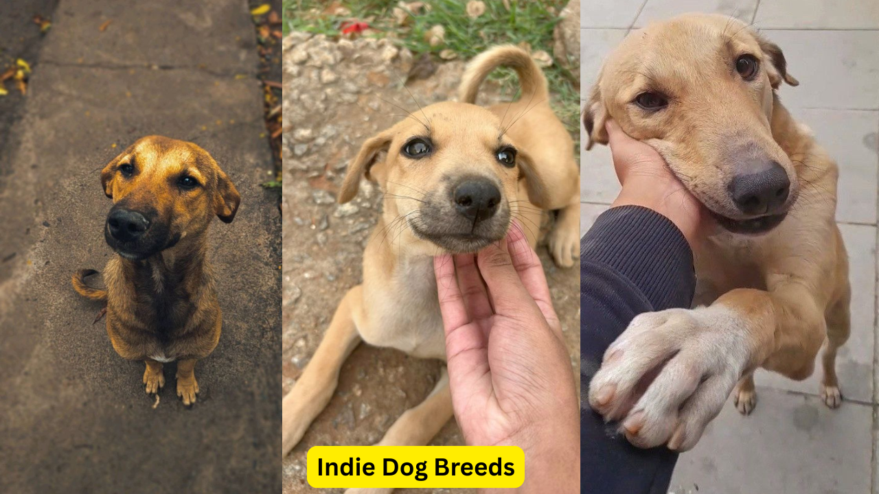 Indie Dog Breeds – The Native Dogs of India