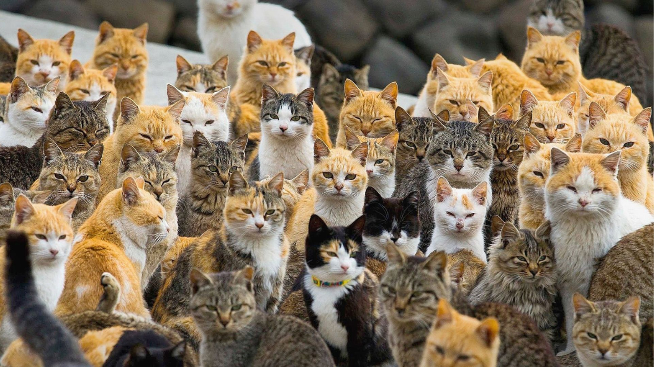 how many cats are in the world