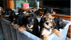 Dog Gives Birth To 17 Puppies