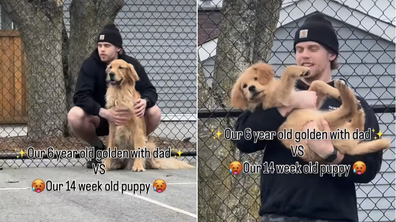 Video: Owner Shows Adult Dog vs Puppy – The Adorable Transformation