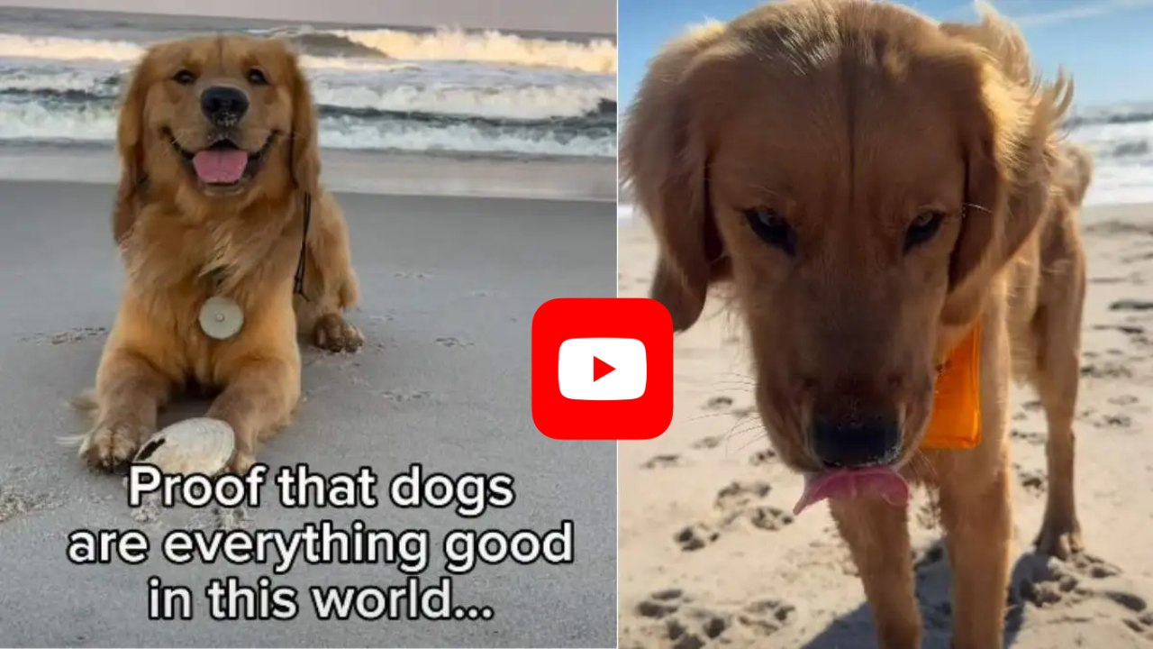 Video: Owner Proves Dogs Are ‘Everything Good’ in the World