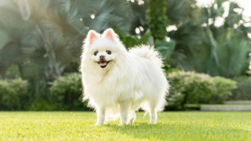 White Pomeranian Dog Breed