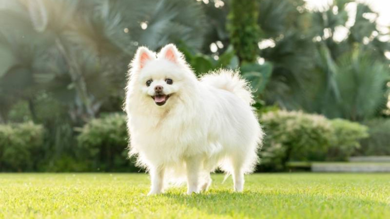 White Pomeranian Dog Breed