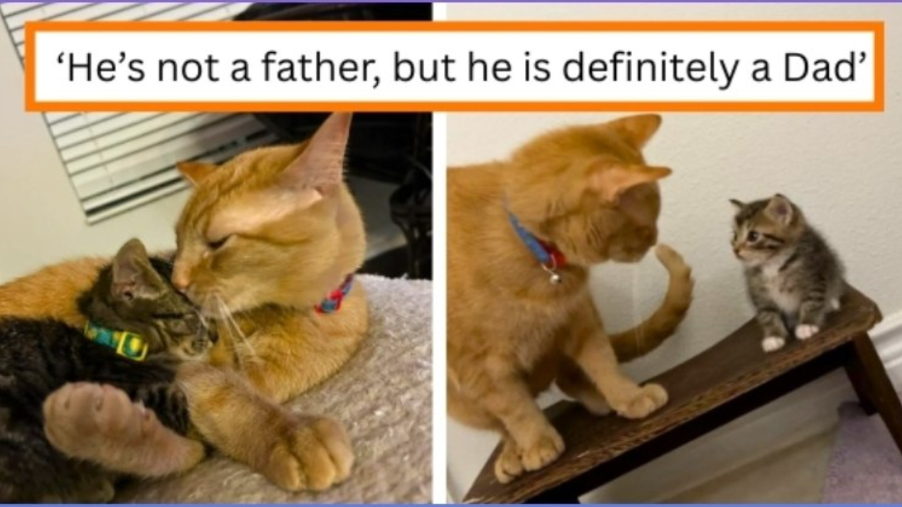 Childless Orange Cat Heartwarmingly Adopts Two Tiny Kittens