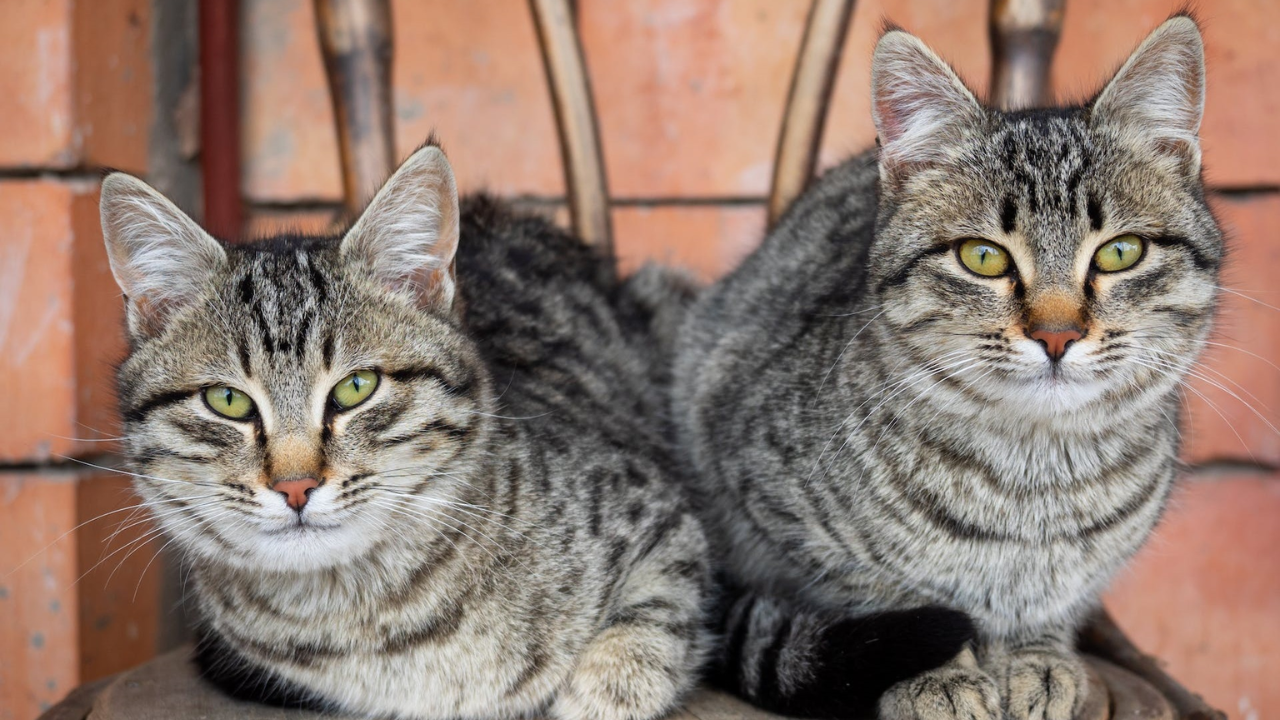 5 Types of Tabby Cat Colors & Patterns