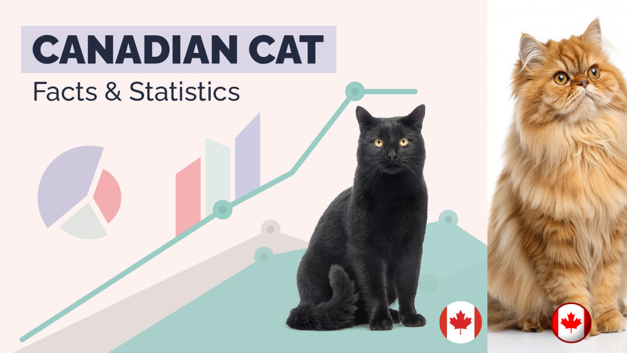 cats in canada
